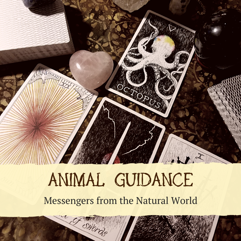 Animal Guidance