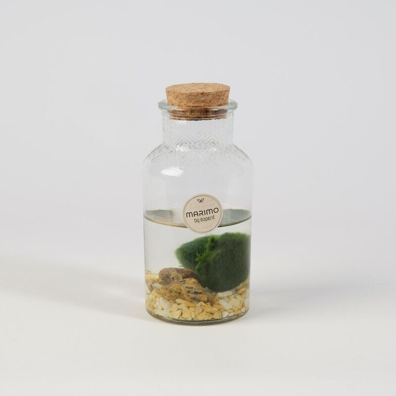 Marimo - alga singola