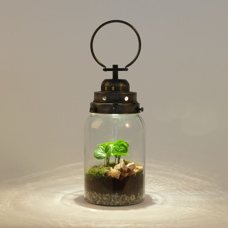 Terrarium in lanterna