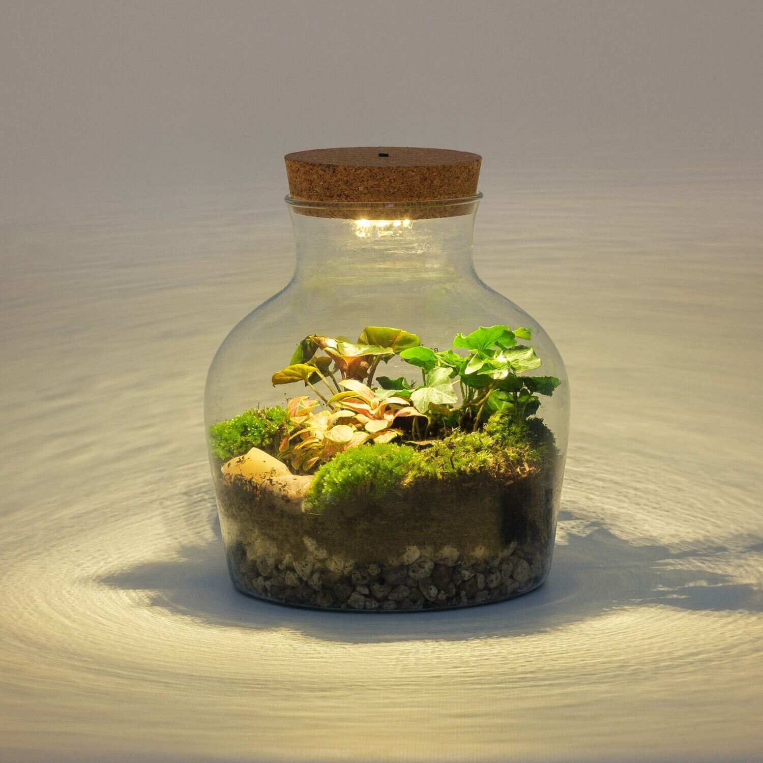 Terrarium con luce