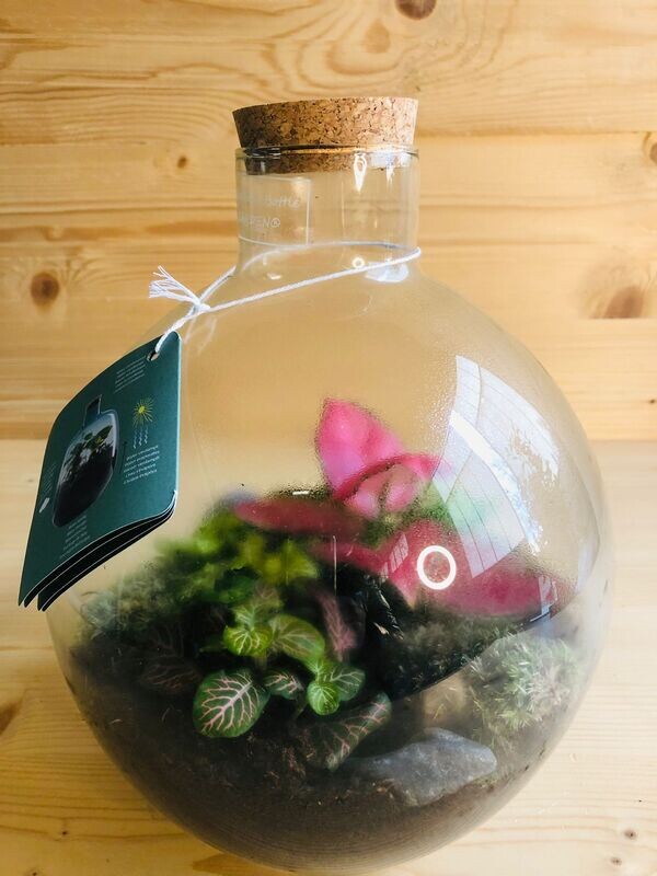 Terrarium a sfera