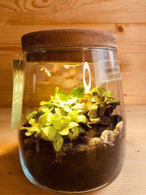 Terrarium a cilindro con led
