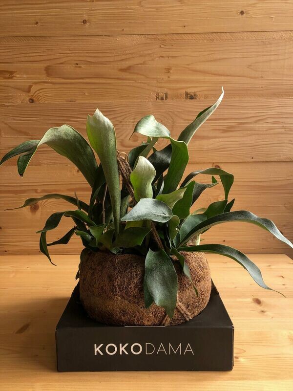 Kokedama con piante miste