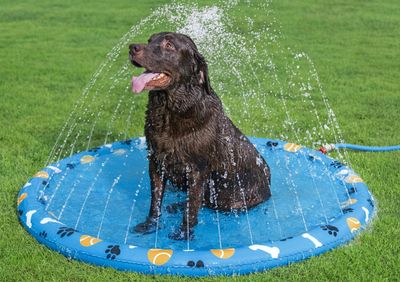 Fetchin' Fun - Tappetino Rinfrescante con Spruzzi per Animali