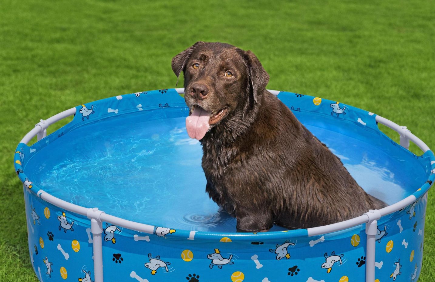 Fetchin' Fun - Piscina Frame per cani