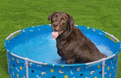 Fetchin' Fun - Piscina Frame per cani