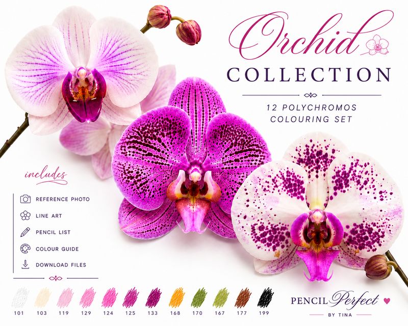 Orchid Collection Mini Set