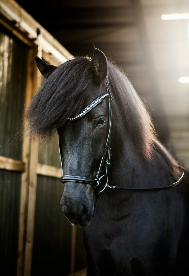 Hrimnir Headstall Classic Ice Hrimnir Headstall Classic Ice