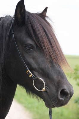 Karlslund Iceland Headstall