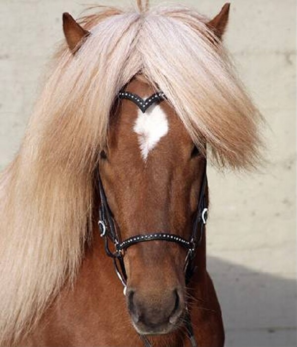 Astund Silver Stud Noseband