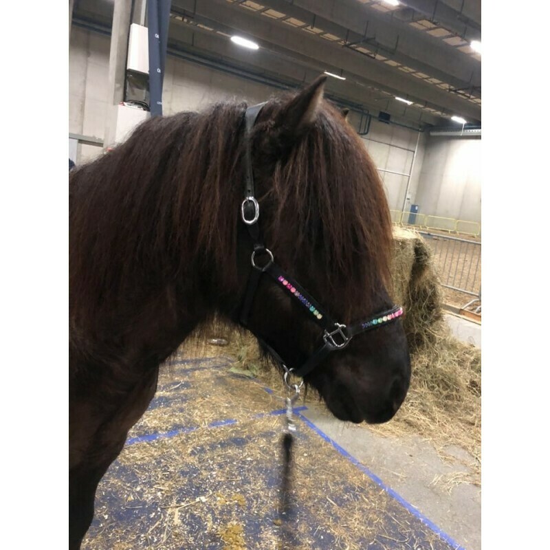 Nordic Horse RAINBOW Leather Halter
