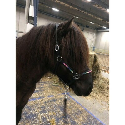 Nordic Horse RAINBOW Leather Halter