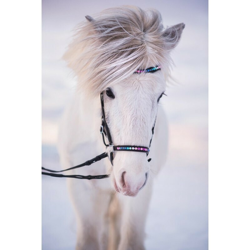 Nordic Horse Drop Noseband RAINBOW