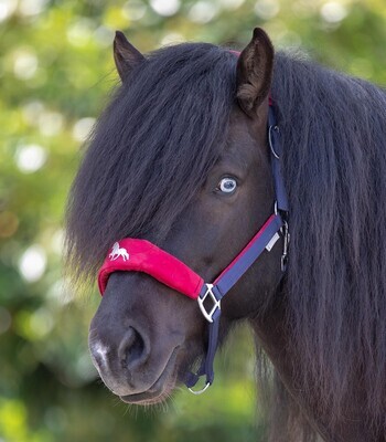 Halters and Training