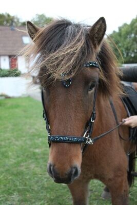 Hestagallery LAUFI Rock Stone Noseband