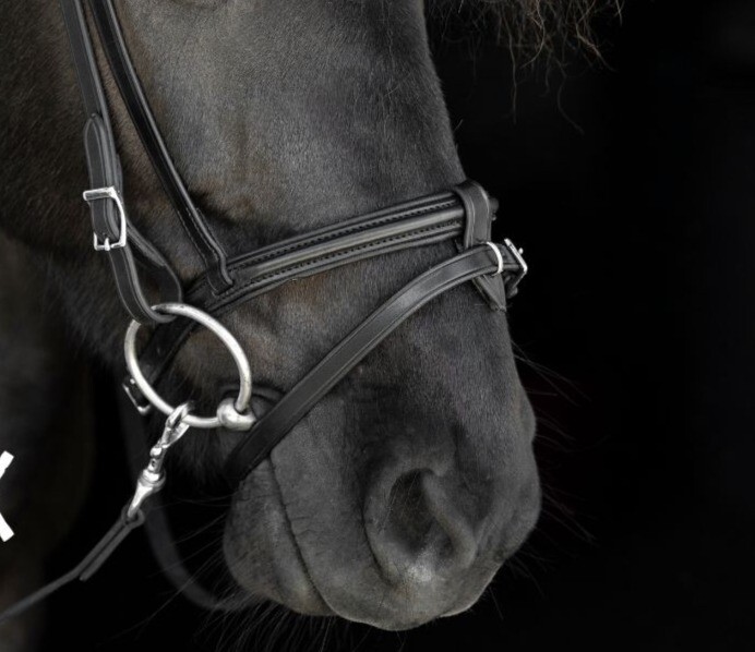 Nordic Horse Flash Noseband
