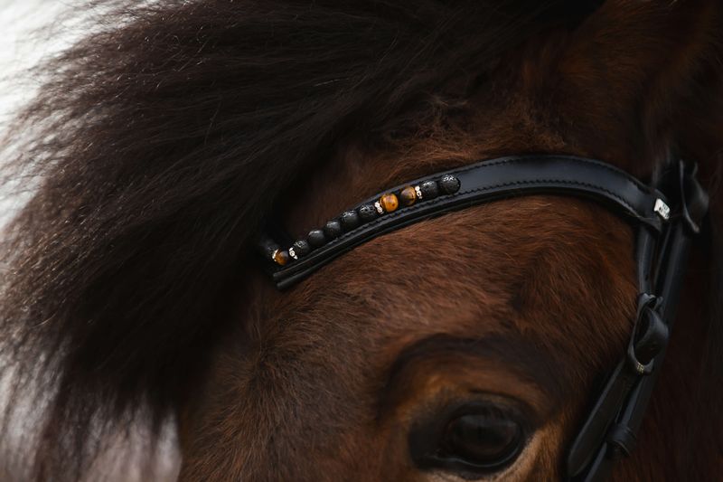 Top Reiter Bridle Set ORKA