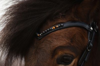 Top Reiter Bridle Set ORKA