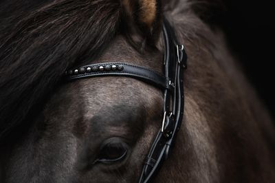 Top Reiter Bridle Set KJARKUR