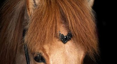 Nordic Horse Browband BLACK LEAVES
