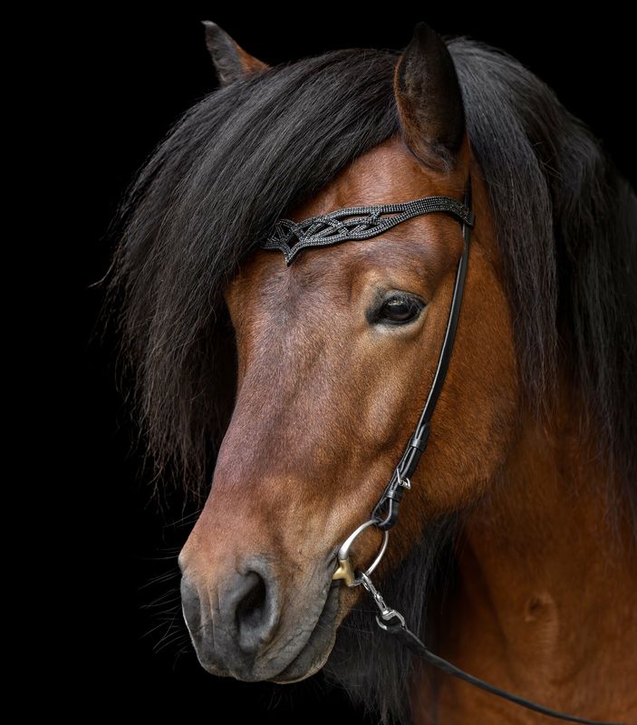 Hrimnir Heritage Headstall B, Lava