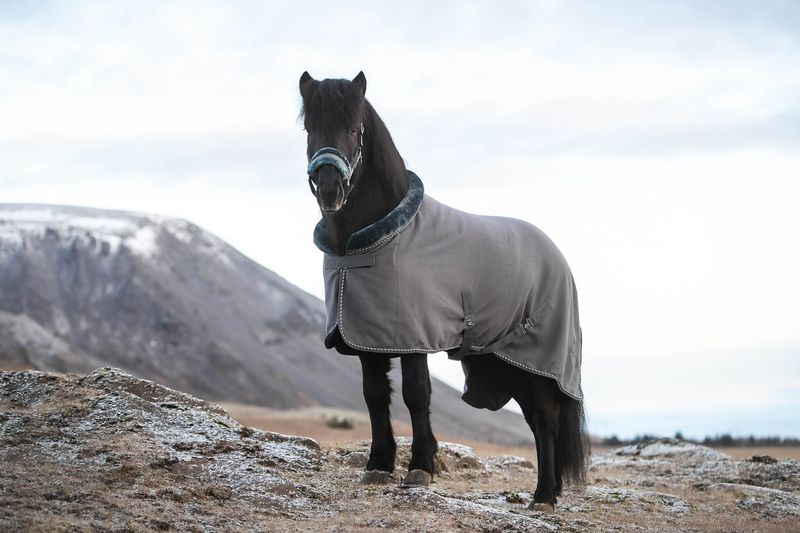 Top Reiter Fleece Rug SOFT LINE