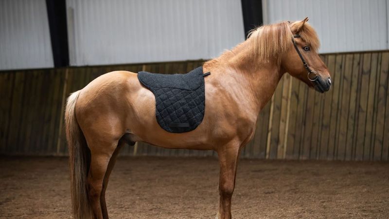 Kidka Icelandic Wool Saddle Pad DELUXE