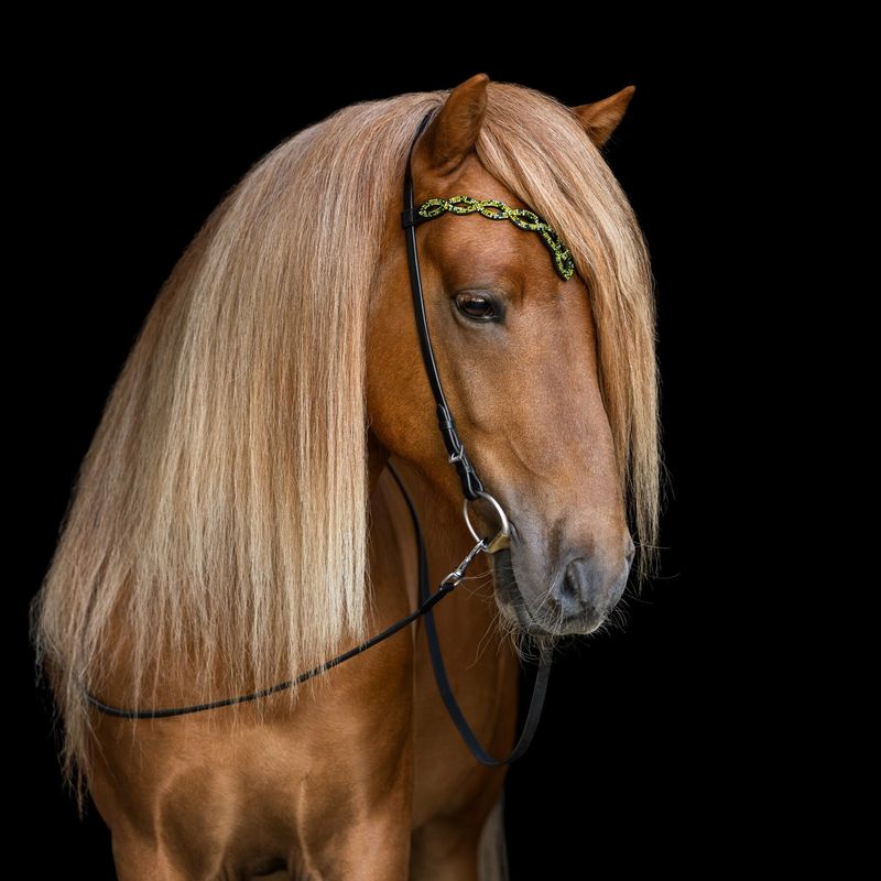 Hrimnir Heritage Headstall Aurora