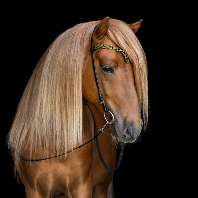Hrimnir Heritage Headstall Aurora