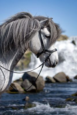 Top Reiter "SOFT LINE" Anatomical Flash Noseband Top Reiter "SOFT LINE" Anatomical Flash Noseband