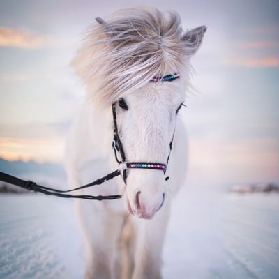 Nordic Horse Drop Noseband RAINBOW