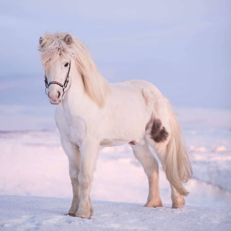 Nordic Horse Drop Noseband RAINBOW