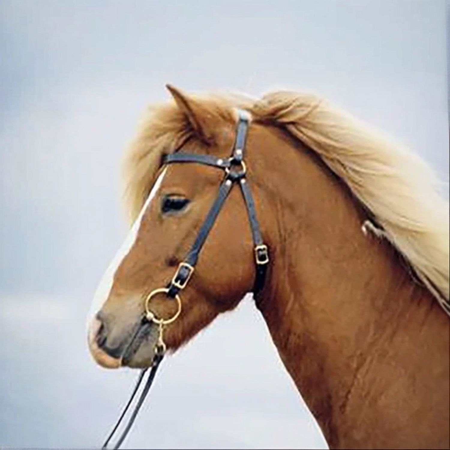 Astund Traditional Headstall