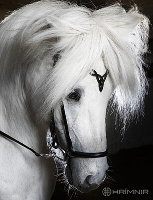 Bridles