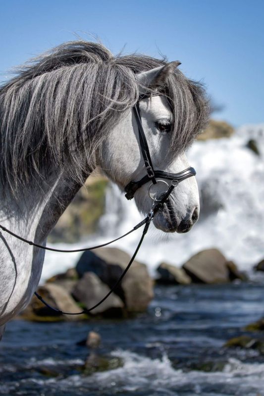Top Reiter "SOFT LINE" Anatomical Flash Noseband