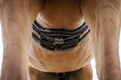 Stübben Equi-Soft Girth