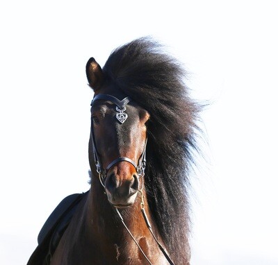 Islensk Sleipnir Headstall