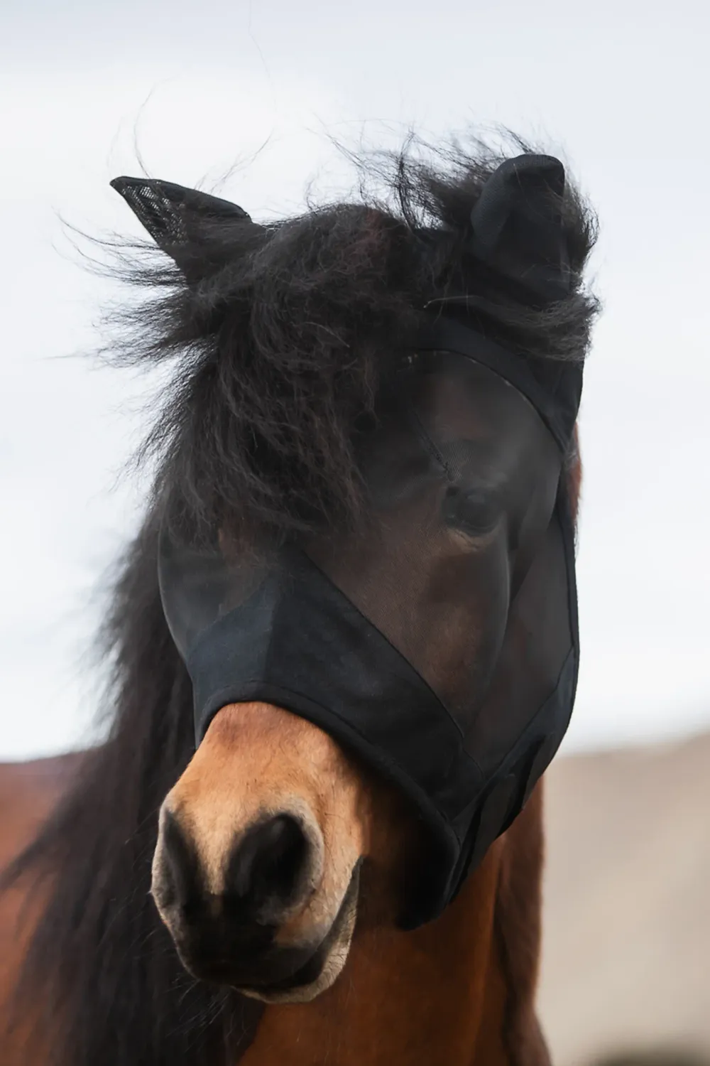 Top Reiter Fly Mask