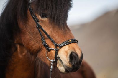 Top Reiter Bridle Set ORKA