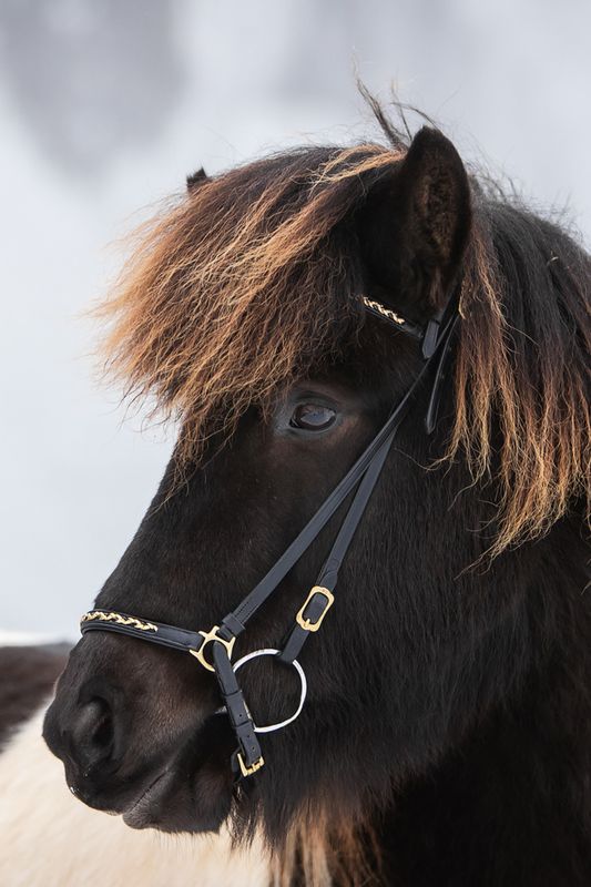 Top Reiter Bridle Set INDIVIDUELLE, Gold