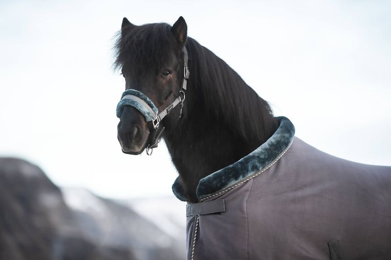 Top Reiter Fleece Rug SOFT LINE