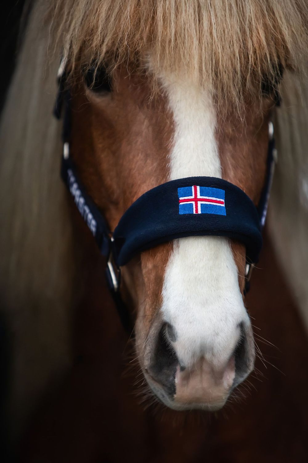 Navy halter with Iceland flag