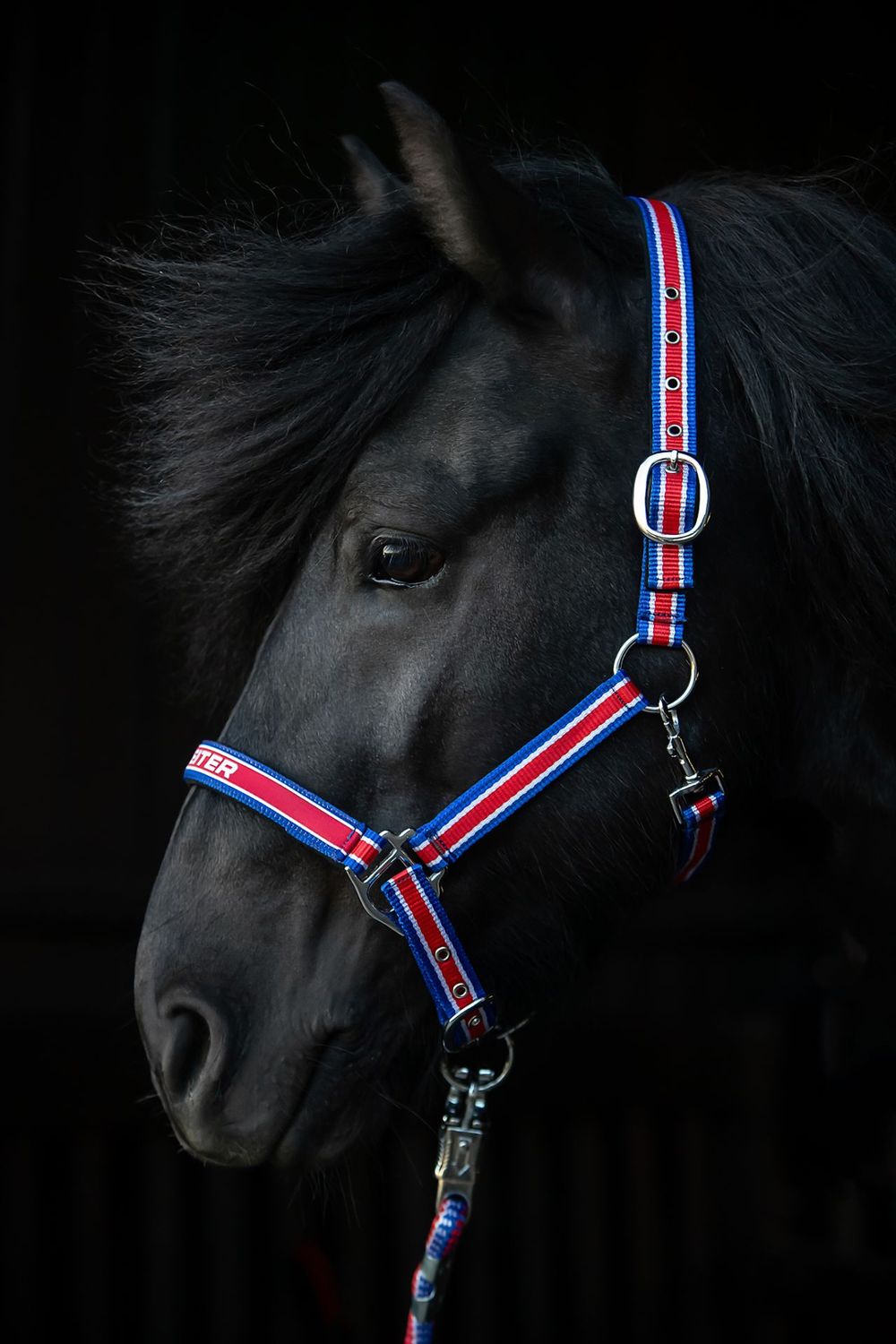 Top Reiter TR II Halter Set, Iceland