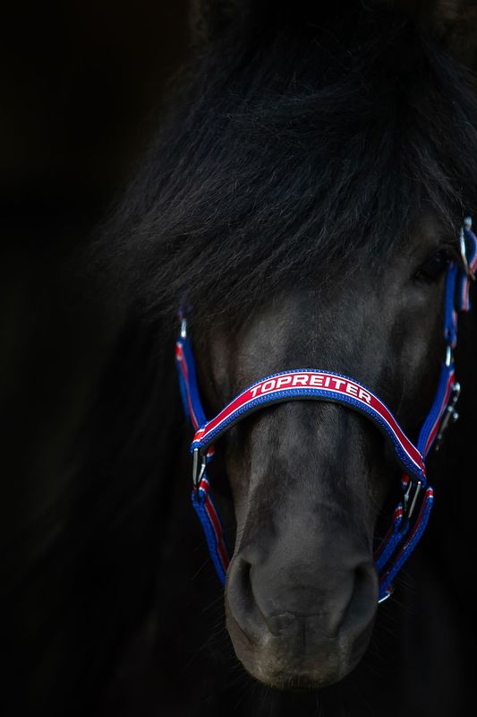 Top Reiter TR II Halter Set, Iceland