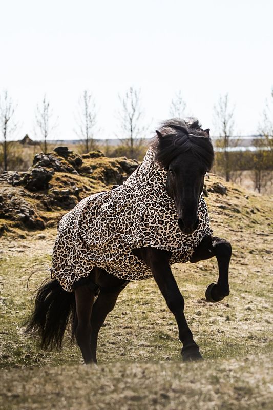 Top Reiter Eczema Blanket LEOPARD