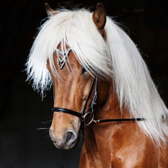 Hrimnir Heritage Headstall - Unity