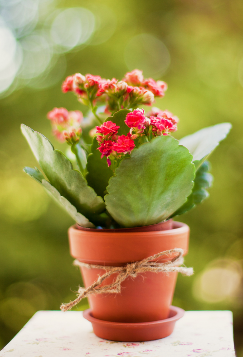 Calanchoe - Flaming Katy