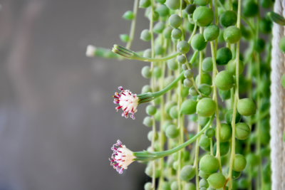 String of Beads