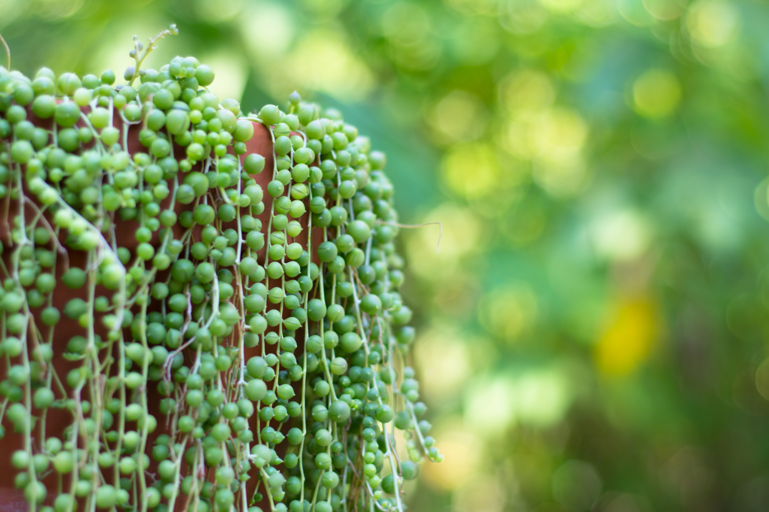String of Beads