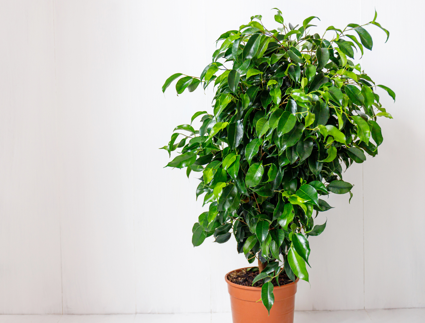 Weeping Fig